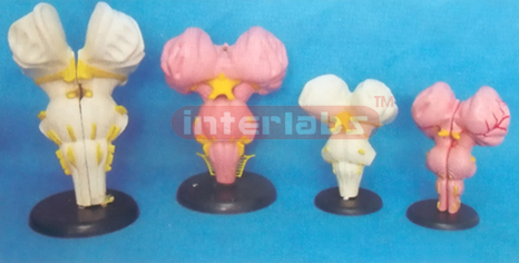 MIDDLE MAGNIFIED BRAIN STEM MODEL (2 PCS)